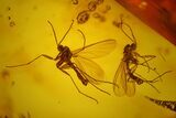 Three Fossil Flies (Diptera) & a Spider (Araneae) In Baltic Amber #128355-2